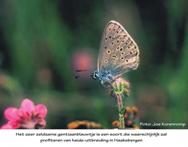 Foto Gentiaanblauwtje: Het zeer zeldzame gentiaanblauwtje is een soort die waarschijnlijk zal profiteren van heide-uitbreidingen in Haaksbergen