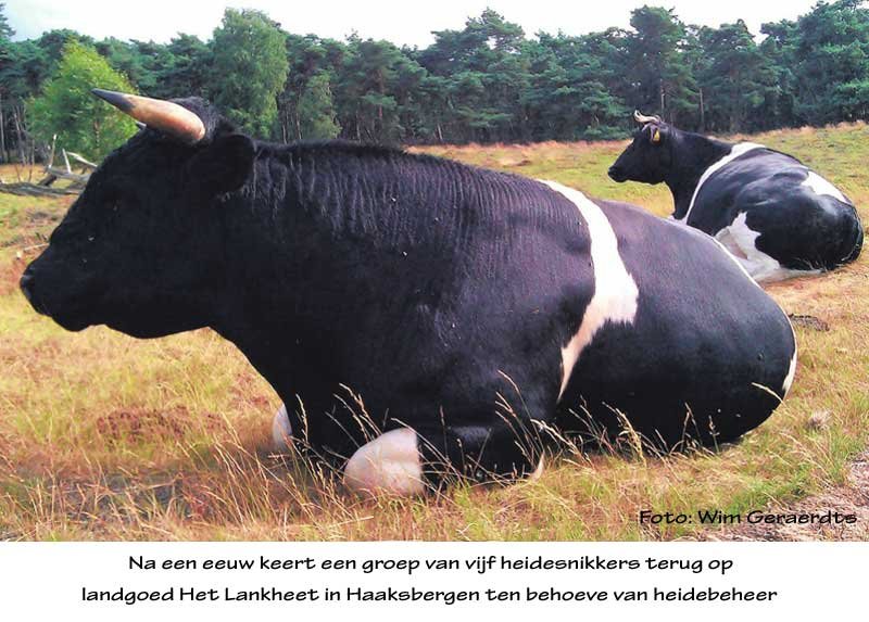 Foto heidesnikkers: na een eeuw keert een groep van vijf heidesnikkers terug op landgoed Het Lankheet in Haaksbergen ten behoeve van heidebeheer